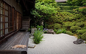 Orange Cat Sleeping on Wooden Veranda in Traditional Japanese Garden HD wallpaper