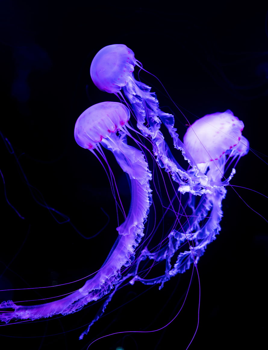 Luminous Purple Jellyfish Drifting in Deep Black Water HD phone wallpaper
