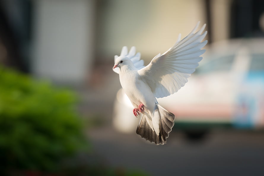 White Dove in Flight with Spread Wings Against a Softly Blurred Urban Background HD wallpaper