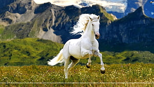 White Horse Galloping Through Alpine Meadow With Snow-Capped Mountains HD wallpaper