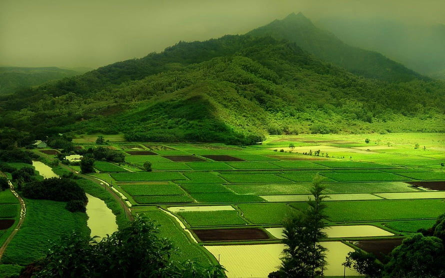 Lush Green Rice Terraces and Misty Mountain Valley Landscape HD wallpaper