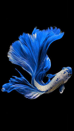Vibrant Blue Betta Fish with Flowing Fins on Black Background HD phone wallpaper