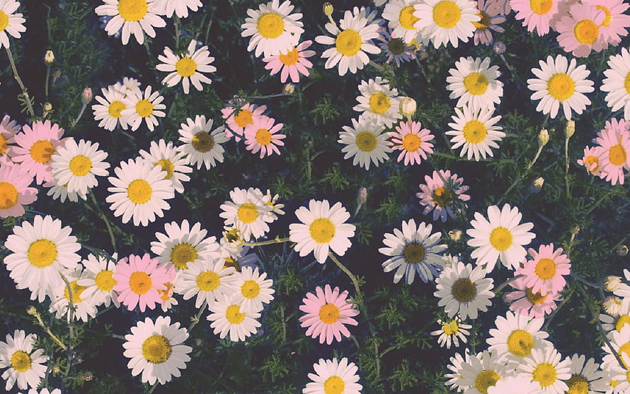Vintage Aesthetic Field of White and Pink Daisies with Yellow Centers HD wallpaper