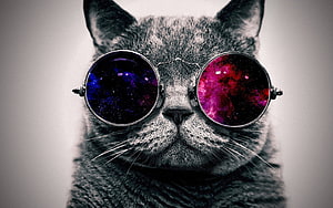 Close-up portrait of a grey cat wearing round steampunk goggles with vibrant nebula reflections in the lenses HD wallpaper