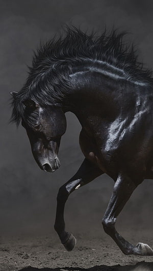 Dramatic Black Horse Galloping Through Dusty Dark Landscape HD phone wallpaper