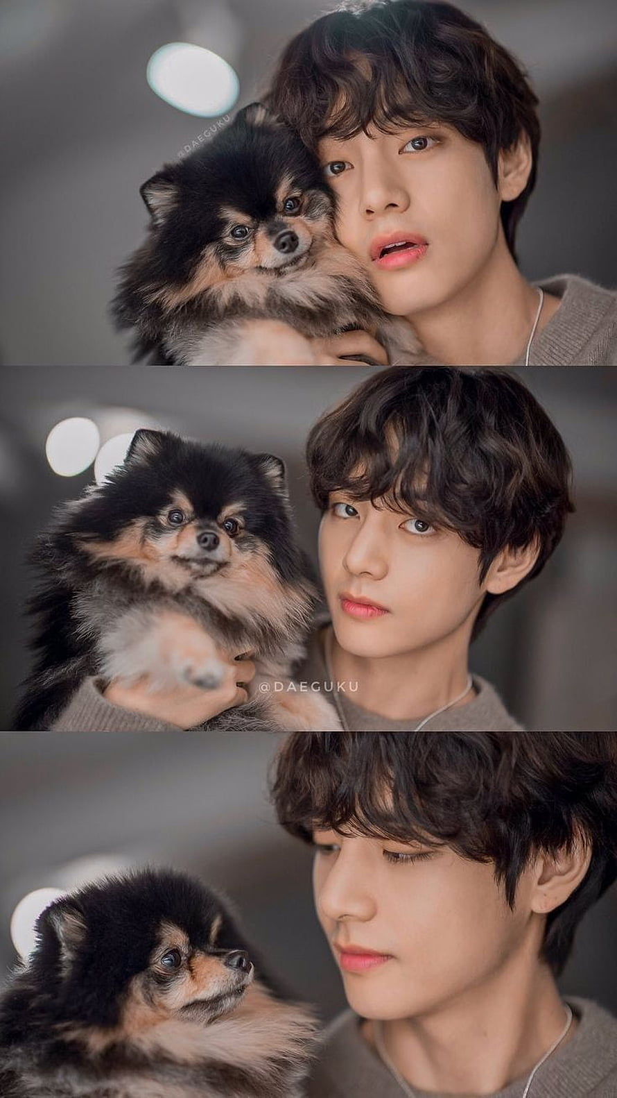 Kim Taehyung and Yeontan Pomeranian in a Soft Studio Portrait HD phone wallpaper
