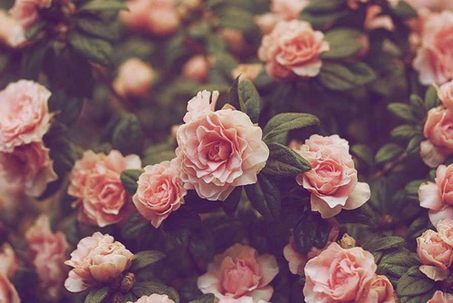 Soft Pink Rose Bush Blooming in Lush Green Garden Setting HD wallpaper