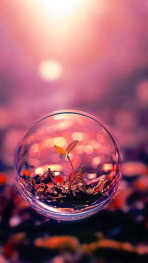 Delicate Seedling Growing Inside a Glass Sphere with Warm Bokeh Background HD phone wallpaper