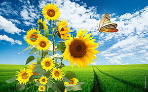 Vibrant Sunflowers and Butterfly in a Lush Green Meadow Under a Bright Blue Sky HD wallpaper