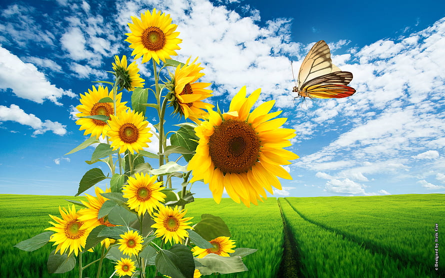 Vibrant Sunflowers and Butterfly in a Lush Green Meadow Under a Bright Blue Sky HD wallpaper