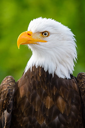 Majestic Bald Eagle Portrait With White Head And Sharp Yellow Beak Against Green Background HD phone wallpaper