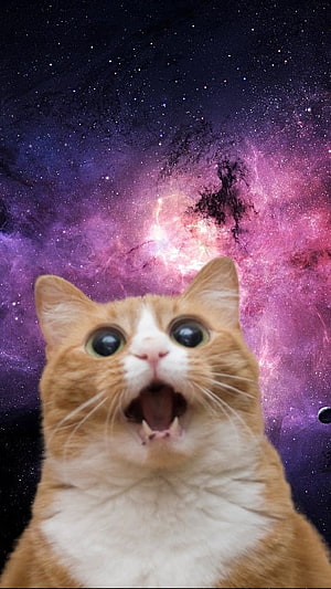 Surprised Orange Tabby Cat With Wide Eyes Against Vibrant Purple Nebula Space Background HD phone wallpaper