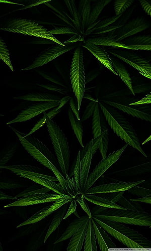 Vibrant Green Cannabis Leaves Against a Deep Black Background HD phone wallpaper