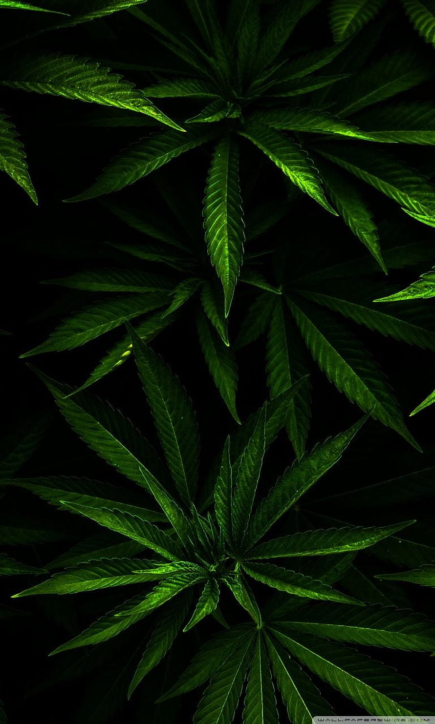 Vibrant Green Cannabis Leaves Against a Deep Black Background HD phone wallpaper