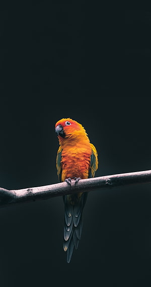 Sun Conure Perched on a Branch Against a Dark Background HD phone wallpaper