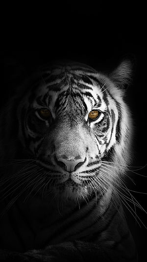 Dramatic Black and White Tiger Portrait with Golden Eyes HD phone wallpaper