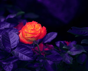 Vibrant Orange Rose Bud Against Deep Purple Foliage in Dramatic Low Light HD wallpaper