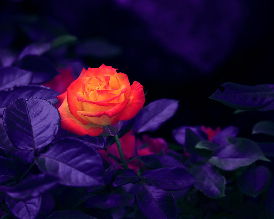 Vibrant Orange Rose Bud Against Deep Purple Foliage in Dramatic Low Light HD wallpaper