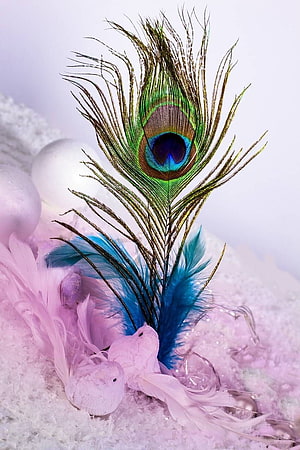 Vibrant Peacock Feather with Iridescent Eye and Soft Pink Plumes on Textured Background HD phone wallpaper