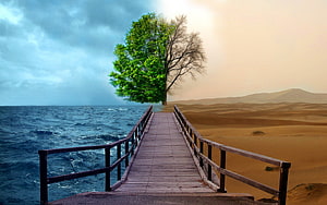 Surreal Split Landscape With Wooden Pier, Ocean, Desert, and Dual-Season Tree HD wallpaper