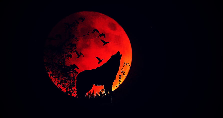 Silhouette of a howling wolf against a fiery red full moon with crows in flight HD wallpaper