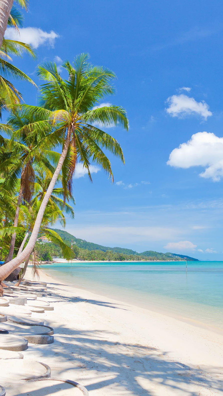 Tropical Beach Landscape With Coconut Palms, White Sand, and Turquoise Water Under a Blue Sky HD phone wallpaper