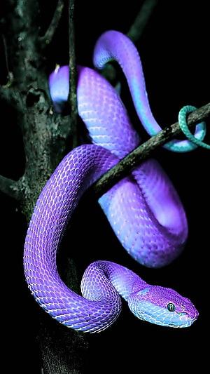 Vivid Purple Tree Viper Coiled on a Branch Against a Dark Background HD phone wallpaper