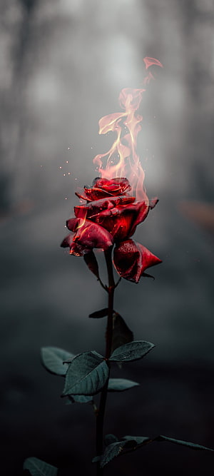 Burning Hybrid Tea Rose with Rising Flames Against a Dark Moody Background HD phone wallpaper
