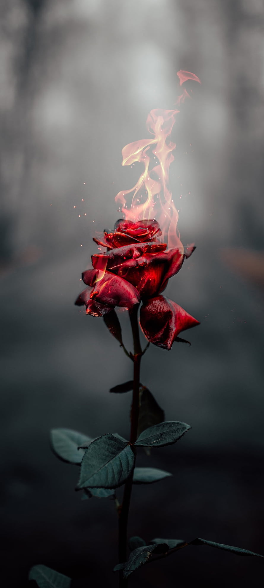 Burning Hybrid Tea Rose with Rising Flames Against a Dark Moody Background HD phone wallpaper