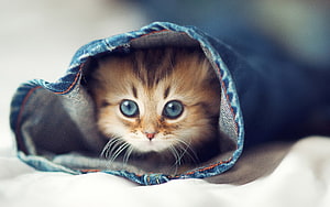 Adorable Kitten Peeking Out From Under a Denim Hood on a Soft White Blanket HD wallpaper