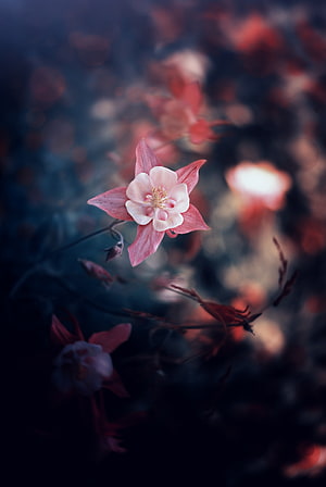 Delicate Pink Aquilegia Bloom Against Dark Moody Background HD phone wallpaper