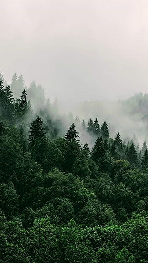 Misty Evergreen Forest Landscape with Dense Coniferous Trees and Soft Morning Fog HD phone wallpaper