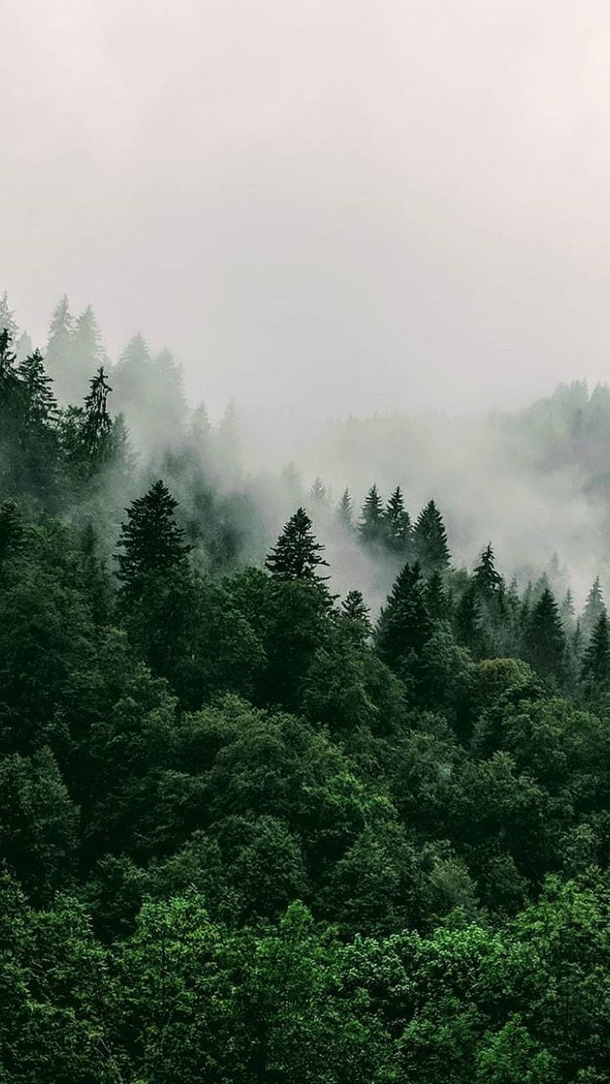 Misty Evergreen Forest Landscape with Dense Coniferous Trees and Soft Morning Fog HD phone wallpaper