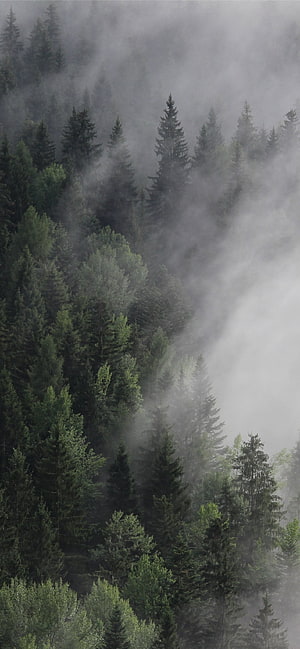 Misty Alpine Forest in Austria with Dense Pine Trees and Low-Hanging Fog HD phone wallpaper