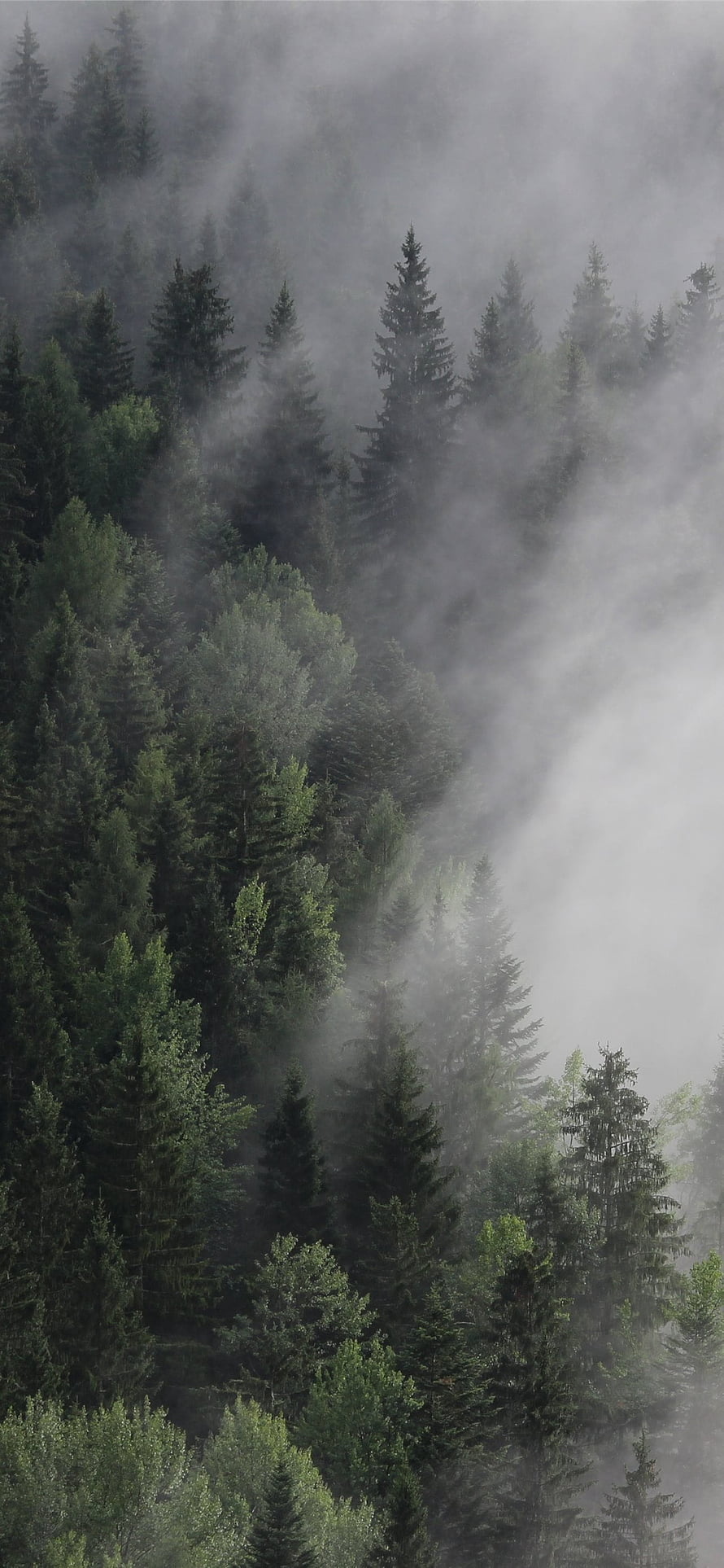 Misty Alpine Forest in Austria with Dense Pine Trees and Low-Hanging Fog HD phone wallpaper