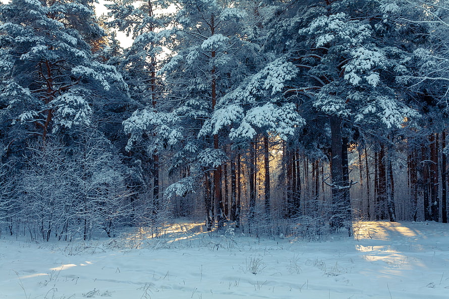Snow-covered pine forest at golden hour with soft winter sunlight filtering through the trees HD wallpaper