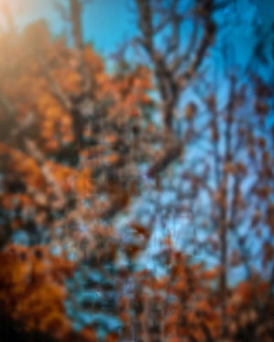 Blurred Autumn Forest with Orange Foliage and Blue Sky HD phone wallpaper
