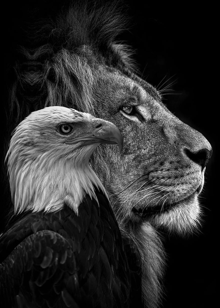 Black and White Portrait of a Bald Eagle and Lion in Profile HD phone wallpaper
