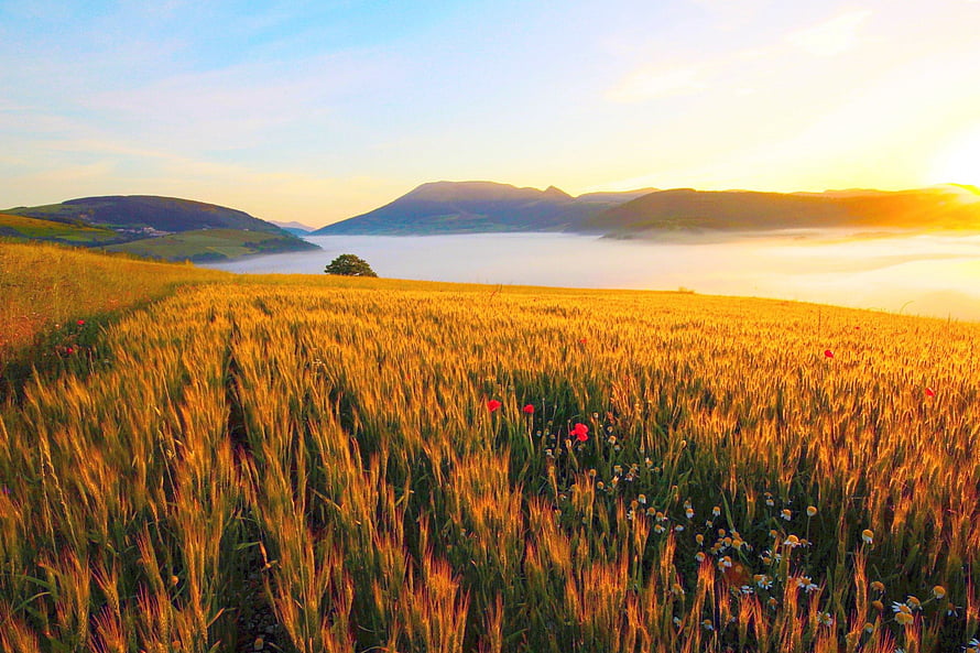 Golden Wheat Field with Red Poppies and Misty Mountains at Sunrise HD wallpaper