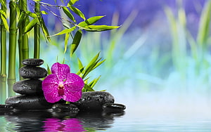 Serene Zen Garden with Stacked Stones, Bamboo, and a Vibrant Pink Orchid by Water HD wallpaper