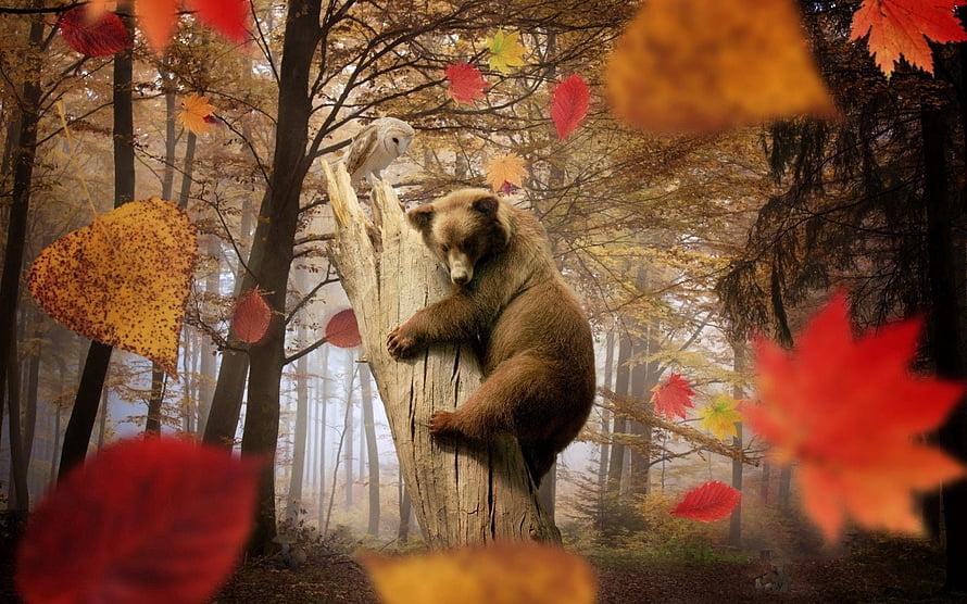 Brown Bear and Barn Owl in Misty Autumn Forest with Falling Leaves HD wallpaper