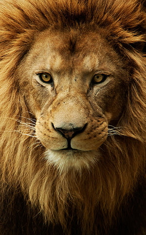 Majestic Male Lion Close-Up Portrait with Intense Golden Eyes and Full Mane HD phone wallpaper