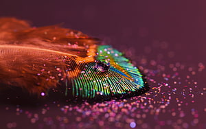 Macro Peacock Feather with Water Droplet and Glitter on Dark Background HD wallpaper