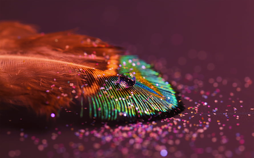 Macro Peacock Feather with Water Droplet and Glitter on Dark Background HD wallpaper