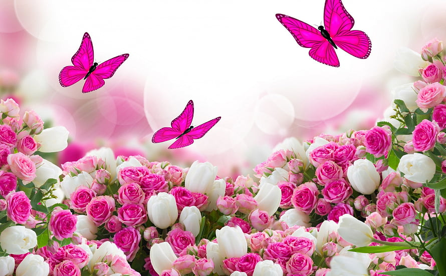 Vibrant Pink and White Rose Garden with Flying Butterflies and Soft Bokeh Background HD wallpaper