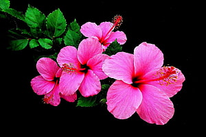 Vibrant Pink Hibiscus Blooms with Green Foliage on Black Background HD wallpaper