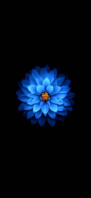 Vibrant Blue Chrysanthemum with Golden Center on Pure Black Background HD phone wallpaper