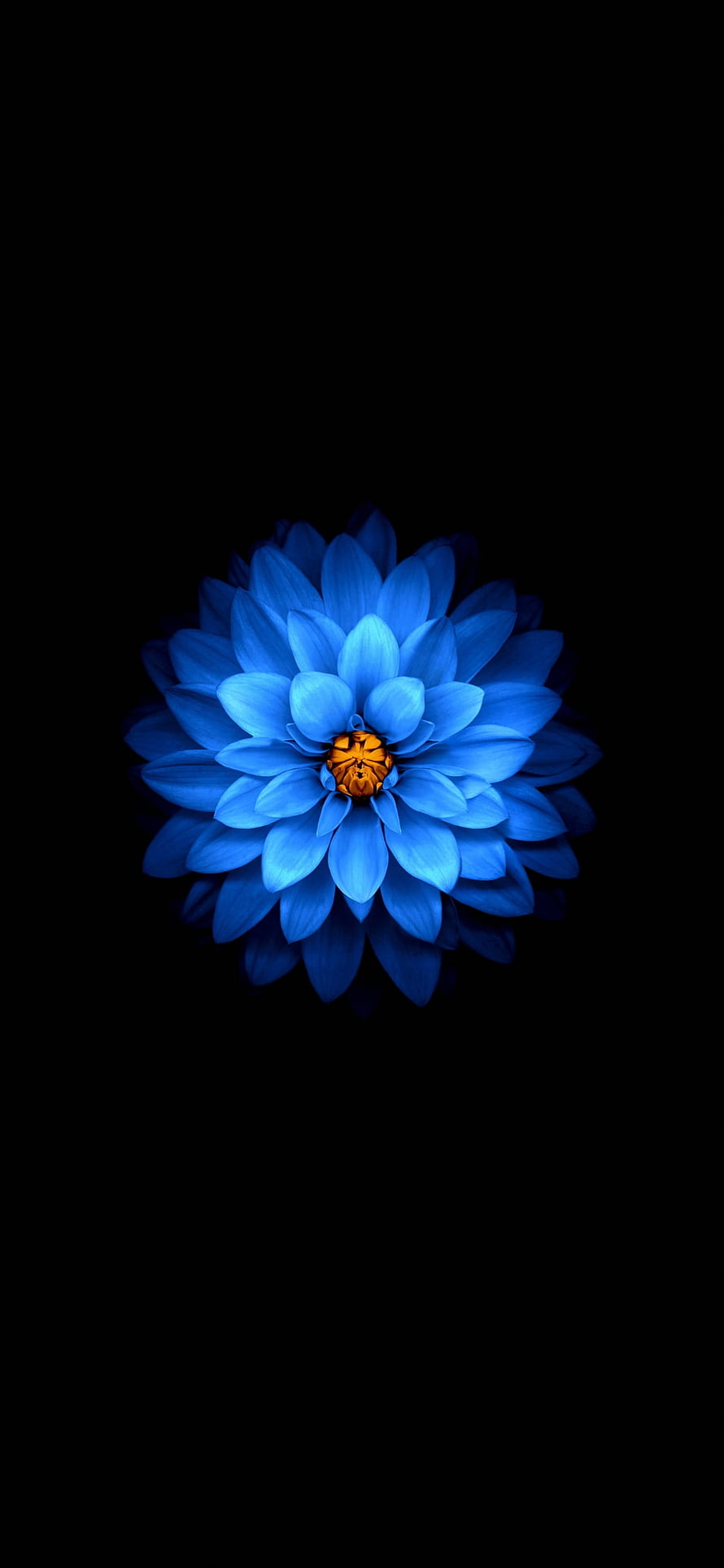 Vibrant Blue Chrysanthemum with Golden Center on Pure Black Background HD phone wallpaper