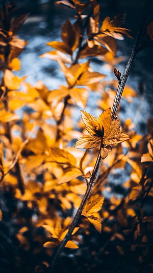 Golden Autumn Leaves on a Branch with Soft Blue Bokeh Background HD phone wallpaper
