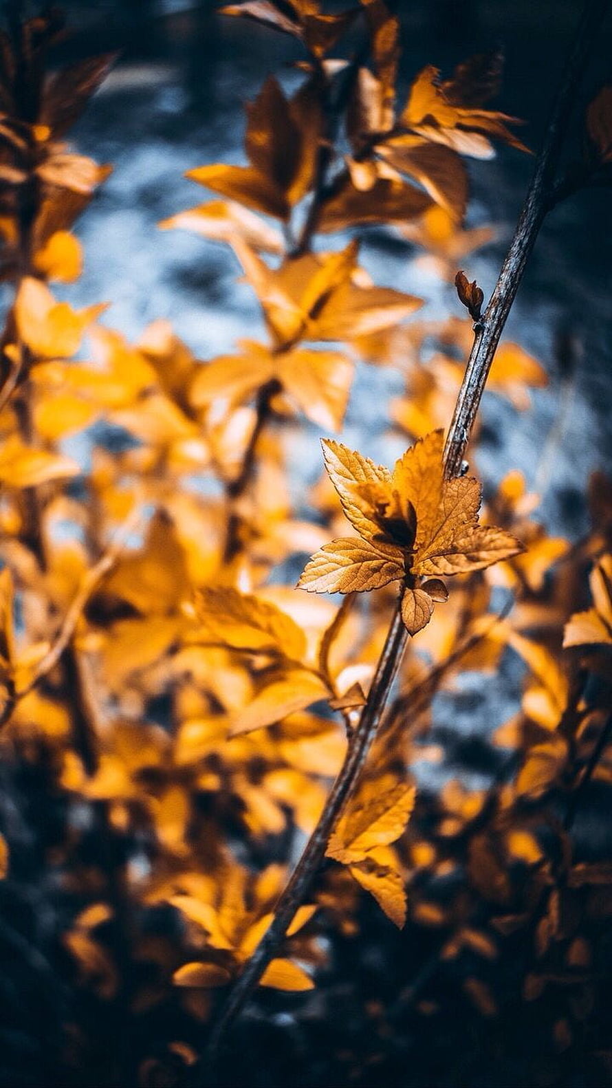 Golden Autumn Leaves on a Branch with Soft Blue Bokeh Background HD phone wallpaper
